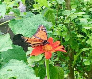 Have a healthy Garden, 7 plants to attract butterflies to your garden, by Nancy Addison, organic healthy life