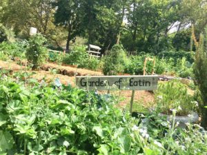Start Your Own Organic Garden!, by Nancy Addison, organic healthy life