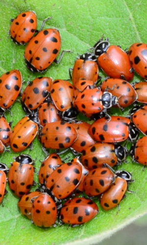 Ladybugs And Non-Toxic Garden, Equine, & Pet Care