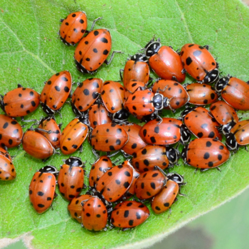 Ladybugs And Non-Toxic Garden, Equine, & Pet Care